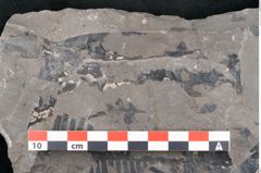 Foto (Detailansicht) von Taeniopteris vittata  (NHMW-GEO-2024-0188-10606)